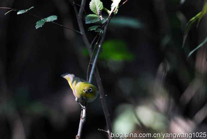 红胁绣眼鸟（1）