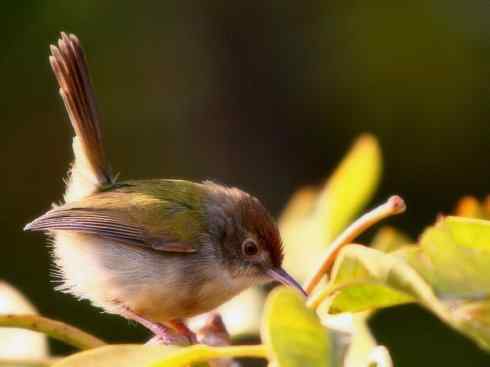 十大鸟类建筑师之四（扇尾莺、缝叶莺）