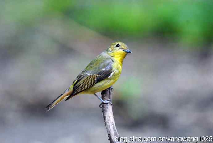 雌性绿背姬鶲（4）