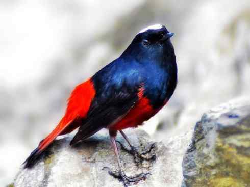 美丽无罪：雀鸟之溪鸲