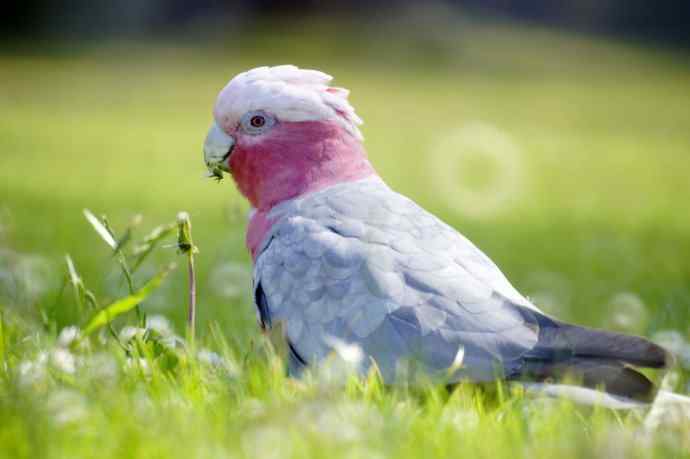 澳洲拍鸟鈥斺敺酆旆锿佛叙 澳洲拍鸟鈥斺敺酆旆锿佛叙