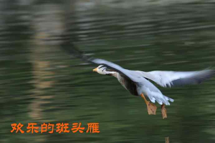 欢乐的斑头雁