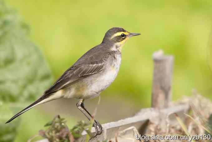 深港拍鸟新纪录（14）鈥斺敾汽n鸰（组图）