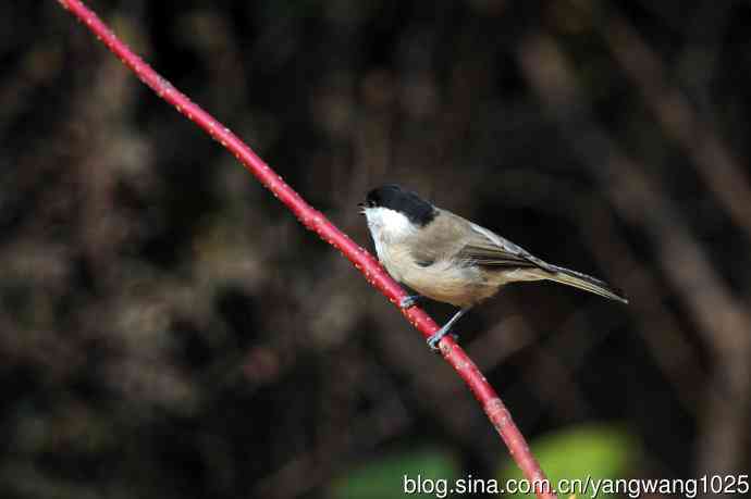 北京天坛公园的鸟类——沼泽山雀（3）