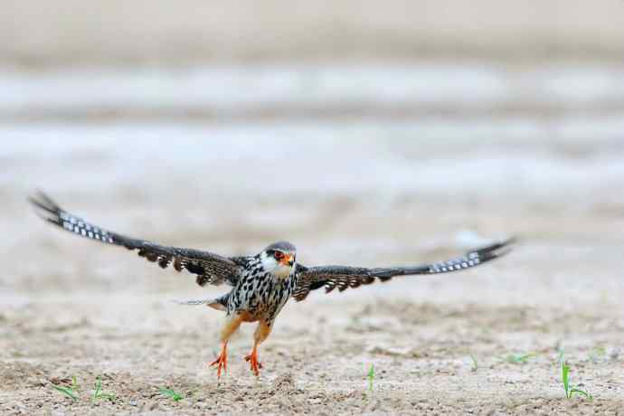 周末野鸭湖（自然摄影）