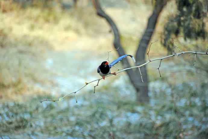 红嘴蓝鹊（12）