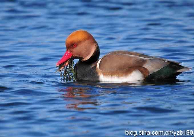 冰之蓝&bull;赤嘴潜鸭&bull;元宵节快乐（组图，15张图片）