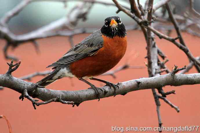 北美知更鸟（2）