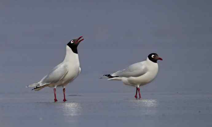 人类曾经遗失的鸥鸟---遗鸥