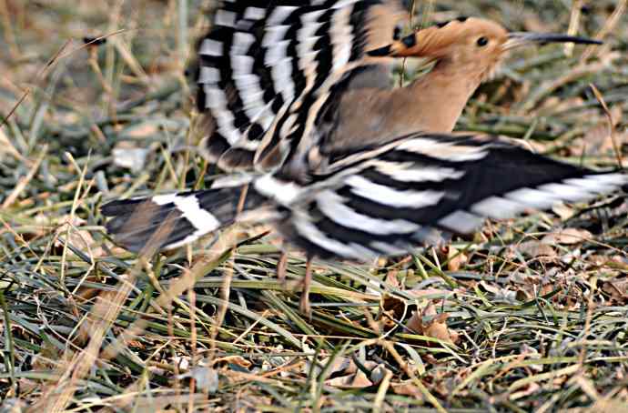 戴胜 wbr1 戴胜 wbr1