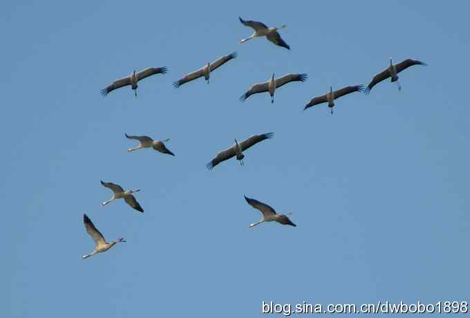 云天鹤影 wbr醉舞冬阳