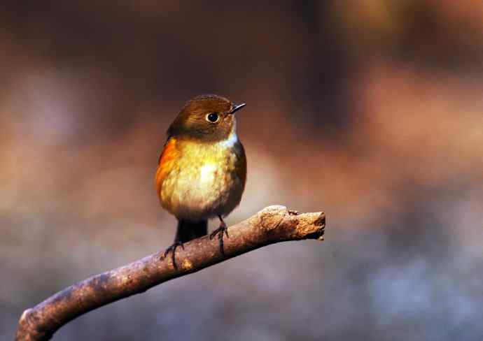 雌性红胁蓝尾鸲（17）