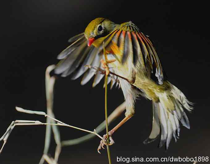 相思趣拍 贺三八国际妇女节