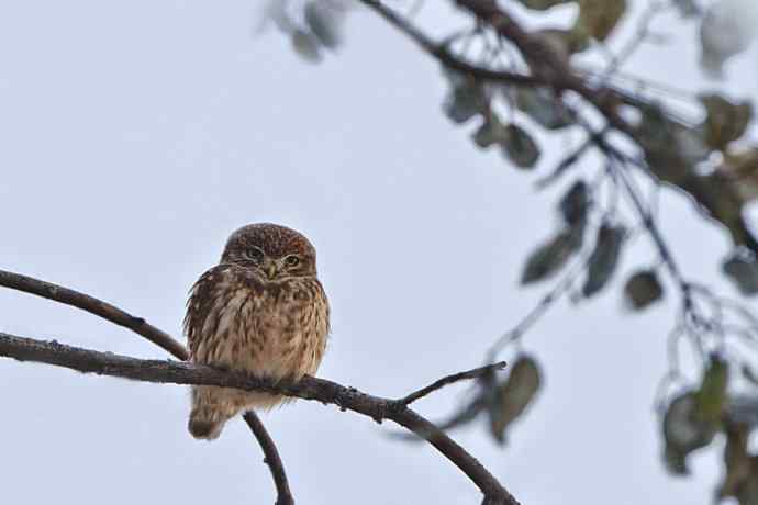 纵纹腹小鸮（隐私版）
