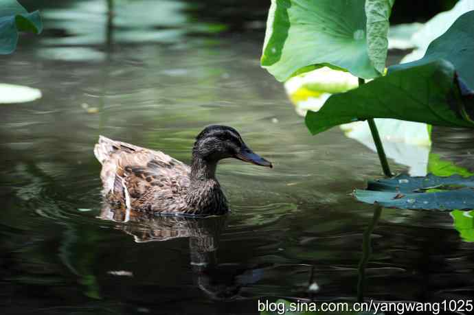 麋鹿苑中绿头鸭