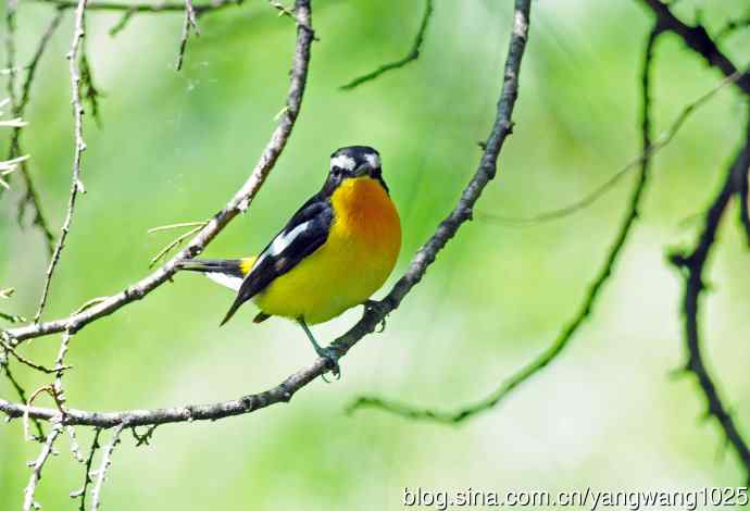 雄性白眉姬鹟（4）