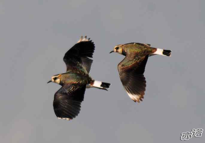 官厅水库&nbsp;wbr路&nbsp;wbr凤头麦鸡
