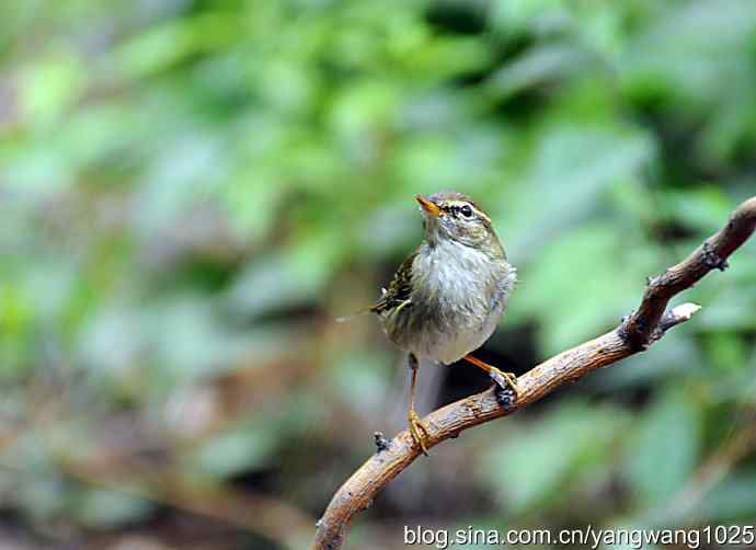 极北柳莺（枝头）2