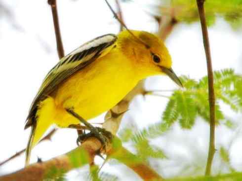 美丽无罪：雀鸟之叶鹎