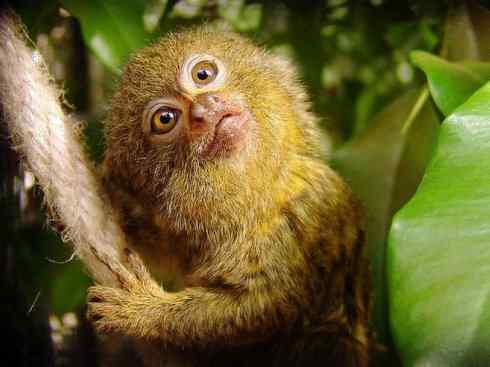 绝色攀禽：佛法僧目之翠鴗2