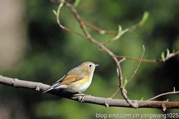 北京天坛公园的鸟类——早餐中的雌性红胁蓝尾鸲
