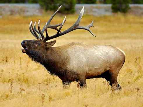 麒麟：传说的兽原型探秘（梅花鹿）