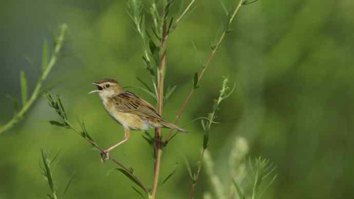 鸟荒时节的新宠 鸟荒时节的新宠