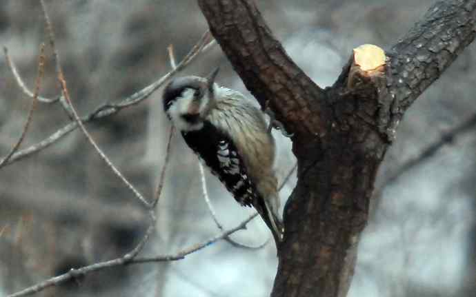 北京植物园赏鸟（十八），星头啄木鸟（组图）