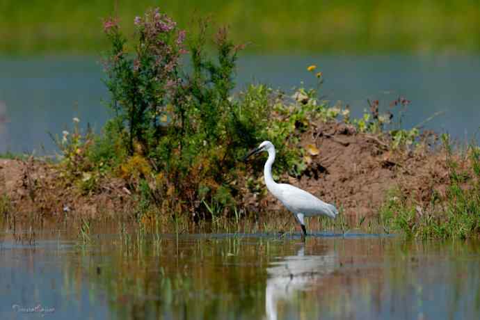 野鸭湖.生境白鹭
