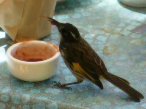 天生猎手:非猛禽类猎手之七 天生猎手:非猛禽类猎手之七