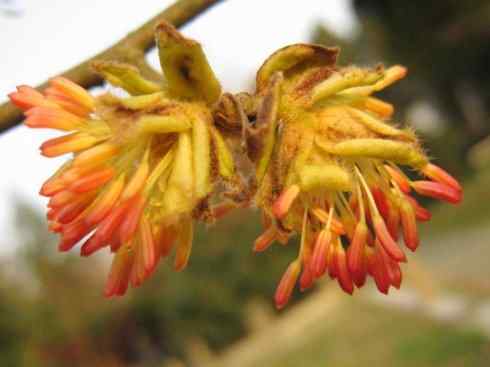 鱼类活化石：非洲肺鱼