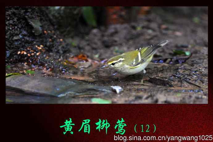 黄眉柳莺（12）