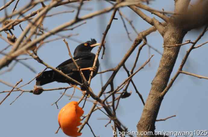 谁爱吃柿子？（八哥）