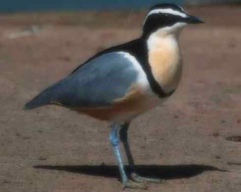 雀鸟也彪悍：与鳄共舞（埃及鸻）