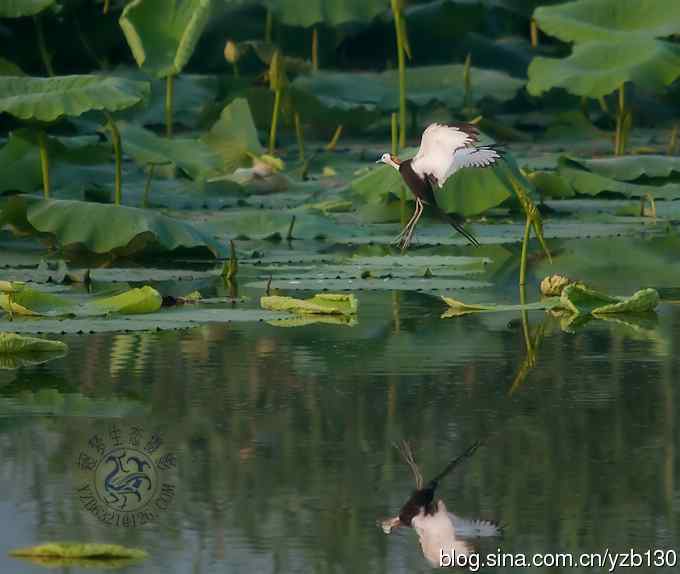 凌波仙子鈥斺斘业拿沃星槿耍ㄗ橥迹22张图片）