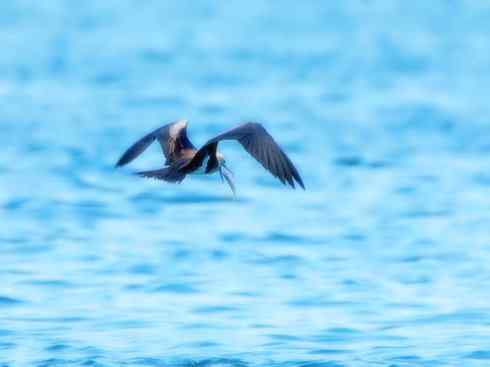 天生猎手：非猛禽类猎手之五（海上霸主军舰鸟、海鸥）