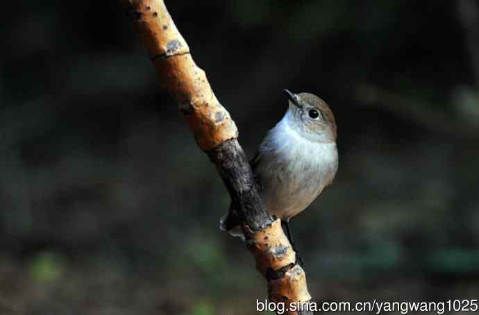 红喉姬鹟（13）