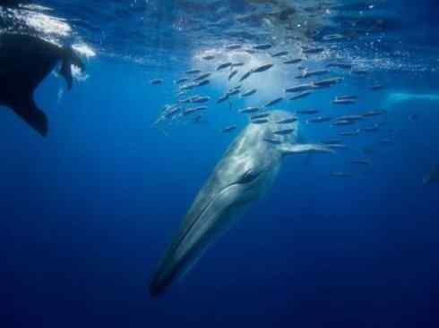 自然奇观：动物大迁徙(沙丁鱼)