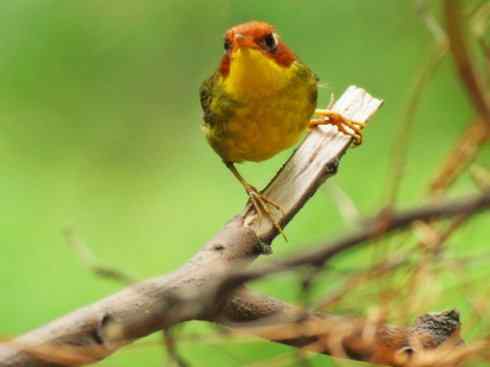 美丽无罪：雀鸟之地莺