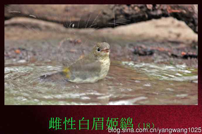 雌性白眉姬鹟（18）