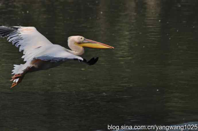 再拍大鹈鹕 wbr6