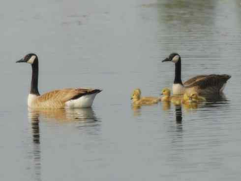 家禽驯化之源之十三（大雁、丹顶鹤）
