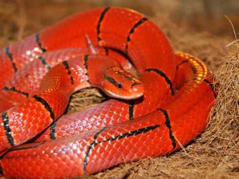 龙:传说的兽原型探秘(游蛇类) 龙:传说的兽原型探秘(游蛇类)