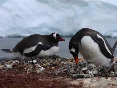 鸟类之最:巴布亚企鹅 鸟类之最:巴布亚企鹅