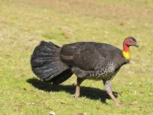 另类鸟类建筑师之二（褐背拟地鸦、雪雀）