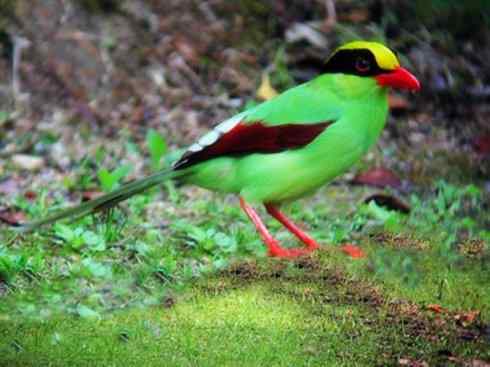 美丽无罪：雀鸟之绿鹊