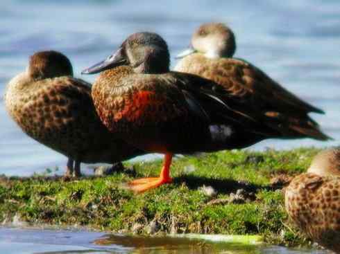 欣赏:美丽的钻水鸭5 欣赏:美丽的钻水鸭5