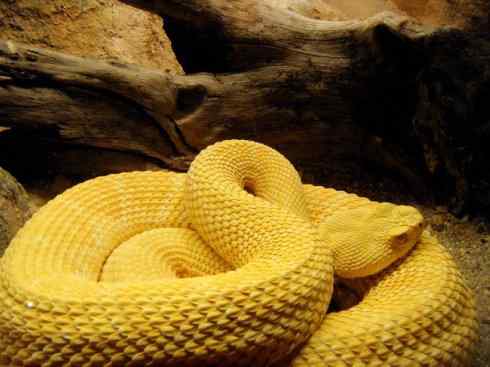 龙：传说的兽原型探秘（响尾蛇类）