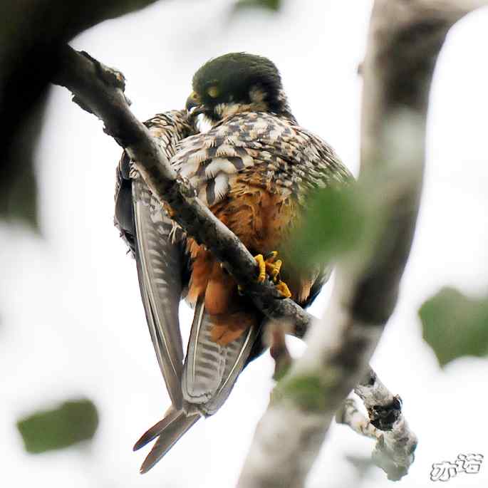 圆明园拍鸟——梳羽的燕隼