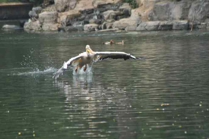 再次看到鹈鹕飞